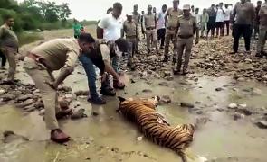 Tiger found dead in MP reserve, toll rises to 10 since Jan 1