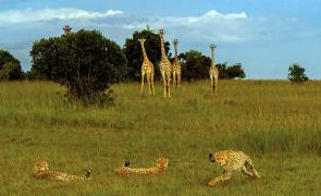 A Heart Surgeon's Stunning Wildlife Photographs