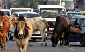 Meghalaya Police Offer Helmets Instead of Fines for Child Safety
