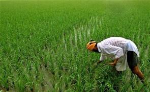 Agricultural shift from subsidies to sustainability may be the way ahead