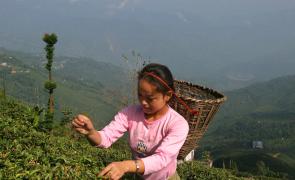Darjeeling tea output may have hit a new low in 2025
