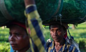 Fuel curbs brew concern over Darjeeling first flush