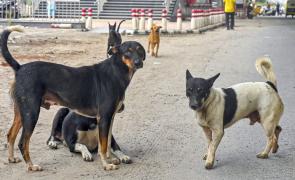 Days after SC's order, woman mauled to death by stray dogs