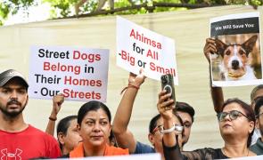 SC flags practical challenges in sheltering all stray dogs
