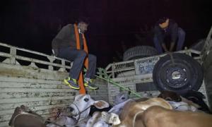 Faridabad cow vigilantes charged with mob lynching