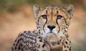Namibian cheetah dies of kidney ailment in Kuno park