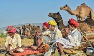 Ready For The Pushkar Camel Fair?