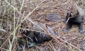 2 cheetah cubs found dead at Kuno, cause unknown