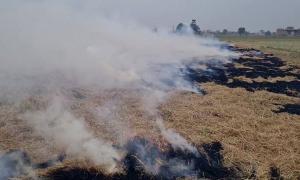 Stubble burning: SC raps Punjab, Haryana govts