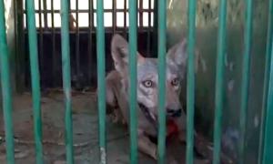 Op Bhediya: 5th man-eater wolf captured in UP, 1 left