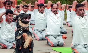 This Dog Does Yoga!!!