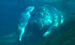 This Mother And Child Make Such A Splash