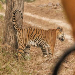 Proteas visit Tiger reserve in Madhya Pradesh