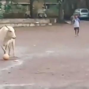 Cow playing football is a winner on the internet