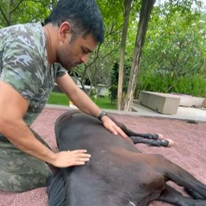 Dhoni gives Chetak a massage