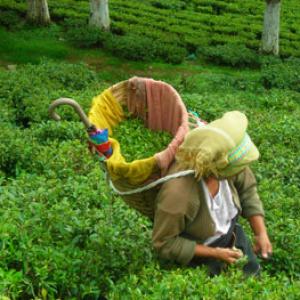 A taste of India through tea vacation