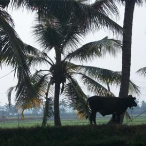 Travelogue: Experience Backwater bliss in Kerala