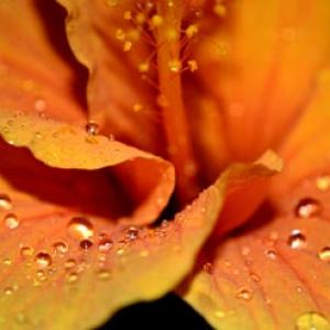 Unusual monsoon pics: Orange blossoms, raindrops