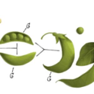 Google doodles father of genetics Gregor Mendel