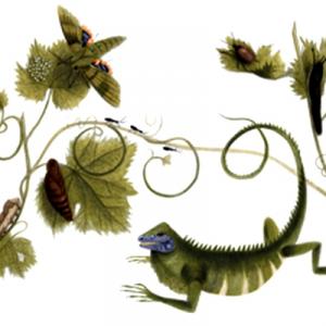 Google doodles for Maria Sibylla Merian's 366th birthday