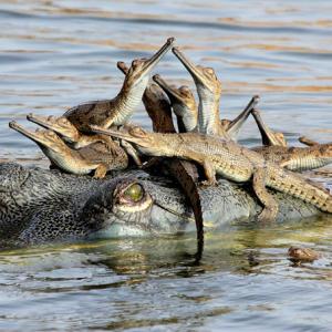 Indian teen bags photography award with Chambal gharial