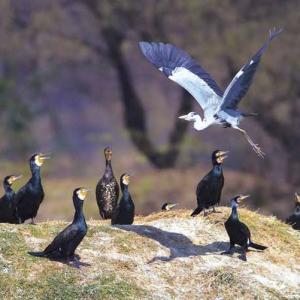Chirp your way through summer in Bharatpur