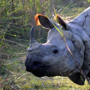 The return of the one-horned rhino