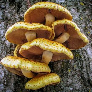 What is 'mushroom' in Hindi?