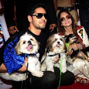 Bow wow! Dogs catwalk for a cause