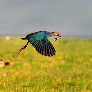 Flight of joy: 9 stunning pics of rare birds