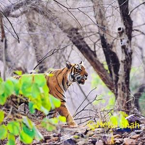 Tiger diaries: How I spotted Kumbha and Laila in Ranthambore