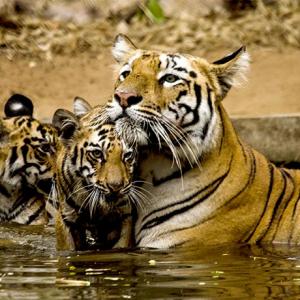 Tiger diaries: Lara and her cubs