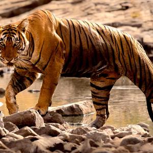 Tiger diaries: Roaring pix from Ranthambore