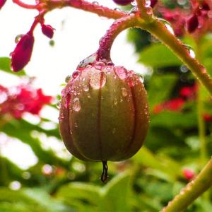 Monsoon blooms: L'il drops of joy