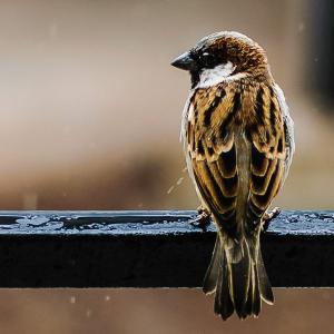 Sparrow Day: Stunning images from readers