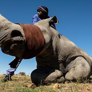 Can this controversial idea save the rhinos?
