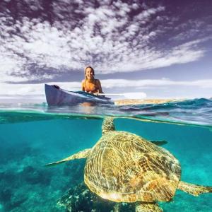 Want to swim with turtles?