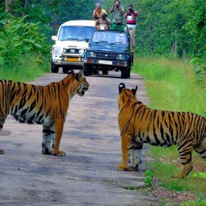 Watch: When I spotted four tigers with a kill