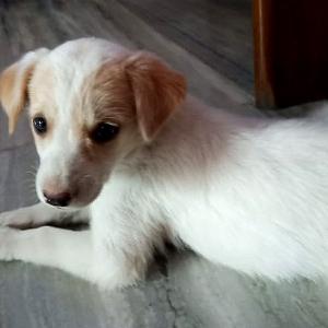 Meet Deepak Nikose's adorable pet