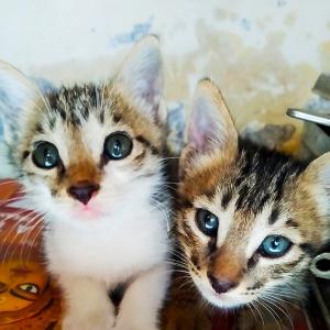 Pet pics: Tom and Jerry, the adorable cats