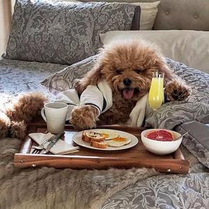 Wow! This dog lives a celebrity's life