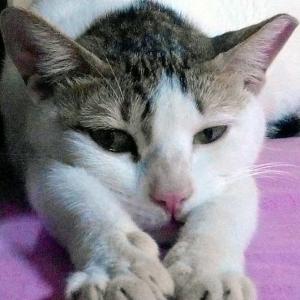 Cute paws! This cat's pics will make you smile