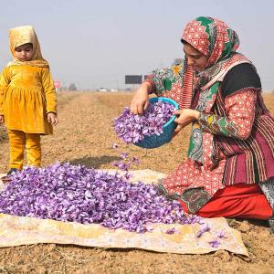 When Kashmir Fields Turned Saffron