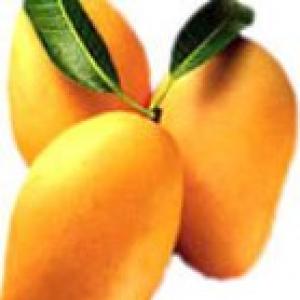 Junagadh Kesar mango gets GI tag