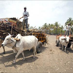 Beef ban hits Indian farmers, traders