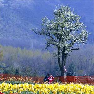 Tourists flock to Kashmir, highest in 25 years!