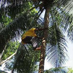 A Kerala youth turns coconut plucking into a hi-tech job