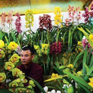 How Sikkim's flower industry is BLOOMING