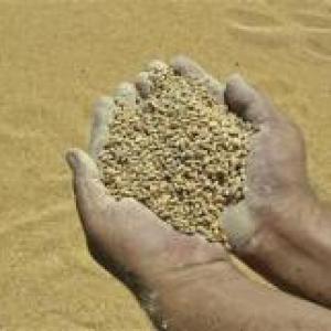 Bangladesh buys 50,000 tonnes of wheat from India