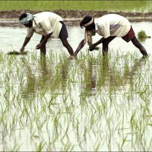 Eco Survey: Urgent agri reforms must for 4% growth